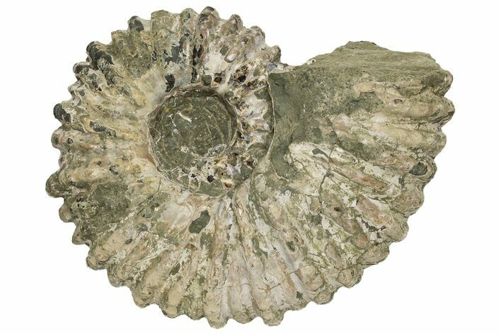 Bumpy Ammonite (Douvilleiceras) Fossil - Madagascar #224605